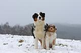 BERGER AUSTRALIEN - ADULT & PUPPY 068